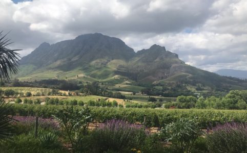 Op wijnreis door Zuid-Afrika
